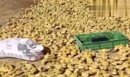 鸭王小视频在线观看,趣味横生的短视频盛宴