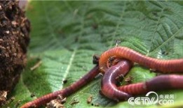 蚯蚓在线观看,在线观看揭示地下生命奇迹