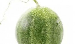 甜瓜人最新版本爆料,全新技能与剧情等你探索