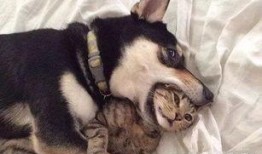 紫狗爆料提前爆料视频播放,提前曝光视频幕后故事