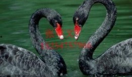 黑天鹅技能演示爆料视频,震撼演示视频深度解析