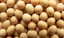 新闻玉米爆料,揭秘新闻背后的真相与内幕