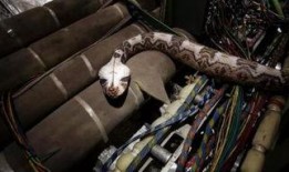 航班蛇患在线观看,空中惊魂，揭秘神秘蛇患危机