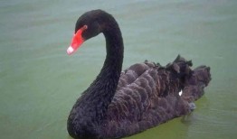 黑天鹅技能演示爆料视频,震撼演示视频深度解析